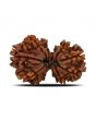 Natural 10 Mukhi (Ten Mukhi) Gauri Shankar Rudraksha (Nepal) GJSPC Certified 32.84 M.M.