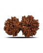 Natural 10 Mukhi (Ten Mukhi) Gauri Shankar Rudraksha (Nepal) GJSPC Certified 32.84 M.M.