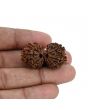 Natural 10 Mukhi (Ten Mukhi) Gauri Shankar Rudraksha (Nepal) GJSPC Certified 33.82 M.M.