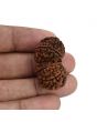 Natural 10 Mukhi (Ten Mukhi) Gauri Shankar Rudraksha (Nepal) GJSPC Certified 33.82 M.M.