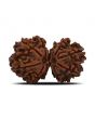 Natural 9 Mukhi (Nine Mukhi) Gauri Shankar Rudraksha (Nepal) GJSPC Certified 31.14 M.M.