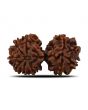 Natural 10 Mukhi (Ten Mukhi) Gauri Shankar Rudraksha (Nepal) GJSPC Certified 34.55 M.M.