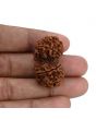 Natural 10 Mukhi (Ten Mukhi) Gauri Shankar Rudraksha (Nepal) GJSPC Certified 34.55 M.M.