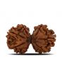 Natural 8 Mukhi (Eight Mukhi) Gauri Shankar Rudraksha (Nepal) GJSPC Certified 32.55 M.M.