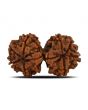 Natural 8 Mukhi (Eight Mukhi) Gauri Shankar Rudraksha (Nepal) GJSPC Certified 32.55 M.M.