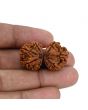 Natural 8 Mukhi (Eight Mukhi) Gauri Shankar Rudraksha (Nepal) GJSPC Certified 32.55 M.M.