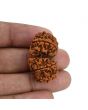 Natural 8 Mukhi (Eight Mukhi) Gauri Shankar Rudraksha (Nepal) GJSPC Certified 32.55 M.M.