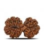 Natural 10 Mukhi (Ten Mukhi) Gauri Shankar Rudraksha (Nepal) GJSPC Certified 31.85 M.M.