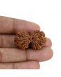 Natural 10 Mukhi (Ten Mukhi) Gauri Shankar Rudraksha (Nepal) GJSPC Certified 31.85 M.M.