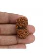 Natural 10 Mukhi (Ten Mukhi) Gauri Shankar Rudraksha (Nepal) GJSPC Certified 31.85 M.M.