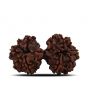 Natural 10 Mukhi (Ten Mukhi) Gauri Shankar Rudraksha (Nepal) GJSPC Certified 32.92 M.M.