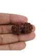 Natural 10 Mukhi (Ten Mukhi) Gauri Shankar Rudraksha (Nepal) GJSPC Certified 32.92 M.M.