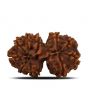 Natural 11 Mukhi (Elevan Mukhi) Gauri Shankar Rudraksha (Nepal) GJSPC Certified 28.41 M.M.