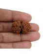 Natural 11 Mukhi (Elevan Mukhi) Gauri Shankar Rudraksha (Nepal) GJSPC Certified 28.41 M.M.