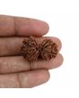 Natural 12 Mukhi (Twelve Mukhi) Gauri Shankar Rudraksha (Nepal) GJSPC Certified 29.92 M.M.