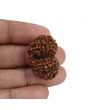 Natural 12 Mukhi (Twelve Mukhi) Gauri Shankar Rudraksha (Nepal) GJSPC Certified 29.92 M.M.