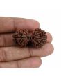 Natural 11 Mukhi (Elevan Mukhi) Gauri Shankar Rudraksha (Nepal) GJSPC Certified 35.02 M.M.