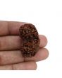 Natural 11 Mukhi (Elevan Mukhi) Gauri Shankar Rudraksha (Nepal) GJSPC Certified 35.02 M.M.