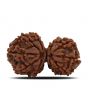 Natural 10 Mukhi (Ten Mukhi) Gauri Shankar Rudraksha (Nepal) GJSPC Certified 34.13 M.M.