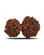 Natural 10 Mukhi (Ten Mukhi) Gauri Shankar Rudraksha (Nepal) GJSPC Certified 34.13 M.M.