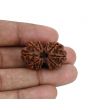 Natural 10 Mukhi (Ten Mukhi) Gauri Shankar Rudraksha (Nepal) GJSPC Certified 30.16 M.M.