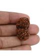 Natural 10 Mukhi (Ten Mukhi) Gauri Shankar Rudraksha (Nepal) GJSPC Certified 30.16 M.M.