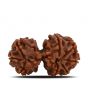 Natural 8 Mukhi (Eight Mukhi) Gauri Shankar Rudraksha (Nepal) GJSPC Certified 32.16 M.M.