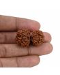 Natural 8 Mukhi (Eight Mukhi) Gauri Shankar Rudraksha (Nepal) GJSPC Certified 32.16 M.M.