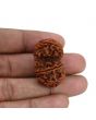 Natural 8 Mukhi (Eight Mukhi) Gauri Shankar Rudraksha (Nepal) GJSPC Certified 32.16 M.M.