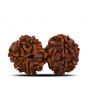 Natural 9 Mukhi (Nine Mukhi) Gauri Shankar Rudraksha (Nepal) GJSPC Certified 33.34 M.M.