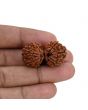 Natural 9 Mukhi (Nine Mukhi) Gauri Shankar Rudraksha (Nepal) GJSPC Certified 33.34 M.M.