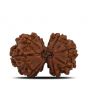 Natural 8 Mukhi (Eight Mukhi) Gauri Shankar Rudraksha (Nepal) GJSPC Certified 27.47 M.M.