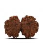 Natural 8 Mukhi (Eight Mukhi) Gauri Shankar Rudraksha (Nepal) GJSPC Certified 27.47 M.M.