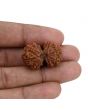 Natural 8 Mukhi (Eight Mukhi) Gauri Shankar Rudraksha (Nepal) GJSPC Certified 27.47 M.M.