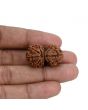 Natural 8 Mukhi (Eight Mukhi) Gauri Shankar Rudraksha (Nepal) GJSPC Certified 28.6 M.M.