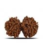 Natural 11 Mukhi (Elevan Mukhi) Gauri Shankar Rudraksha (Nepal) GJSPC Certified 30.25 M.M.