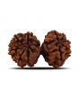 Natural 11 Mukhi (Elevan Mukhi) Gauri Shankar Rudraksha (Nepal) GJSPC Certified 33.26 M.M.