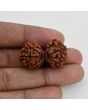 Natural 11 Mukhi (Elevan Mukhi) Gauri Shankar Rudraksha (Nepal) GJSPC Certified 33.26 M.M.