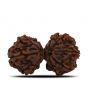 Natural 8 Mukhi (Eight Mukhi) Gauri Shankar Rudraksha (Nepal) GJSPC Certified 33.15 M.M.