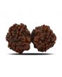 Natural 8 Mukhi (Eight Mukhi) Gauri Shankar Rudraksha (Nepal) GJSPC Certified 33.15 M.M.