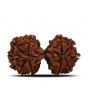 Natural 9 Mukhi (Nine Mukhi) Gauri Shankar Rudraksha (Nepal) GJSPC Certified 31.97 M.M.
