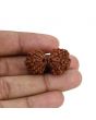 Natural 9 Mukhi (Nine Mukhi) Gauri Shankar Rudraksha (Nepal) GJSPC Certified 31.97 M.M.