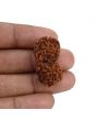 Natural 9 Mukhi (Nine Mukhi) Gauri Shankar Rudraksha (Nepal) GJSPC Certified 31.97 M.M.