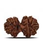 Natural 9 Mukhi (Nine Mukhi) Gauri Shankar Rudraksha (Nepal) GJSPC Certified 31.1 M.M.