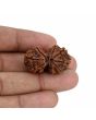 Natural 9 Mukhi (Nine Mukhi) Gauri Shankar Rudraksha (Nepal) GJSPC Certified 31.1 M.M.