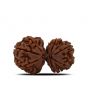 Natural 10 Mukhi (Ten Mukhi) Gauri Shankar Rudraksha (Nepal) GJSPC Certified 31.47 M.M.