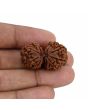 Natural 10 Mukhi (Ten Mukhi) Gauri Shankar Rudraksha (Nepal) GJSPC Certified 31.47 M.M.