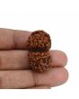 Natural 10 Mukhi (Ten Mukhi) Gauri Shankar Rudraksha (Nepal) GJSPC Certified 31.47 M.M.