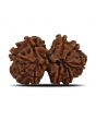 Natural 9 Mukhi (Nine Mukhi) Gauri Shankar Rudraksha (Nepal) GJSPC Certified 31.42 M.M.