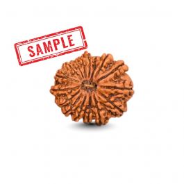 16 Mukhi Rudraksha